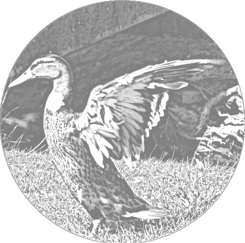 Ferienwohnung am Nationalpark Kellerwald-Edersee